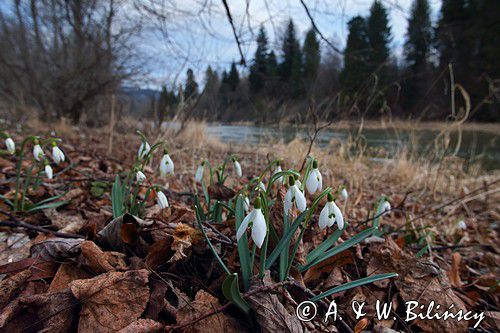 Galanthus nivalis, śnieżyczka przebiśnieg