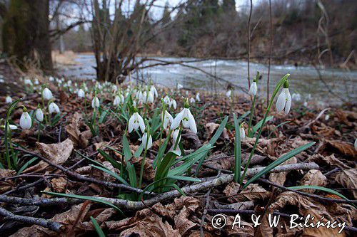 Galanthus nivalis, śnieżyczka przebiśnieg