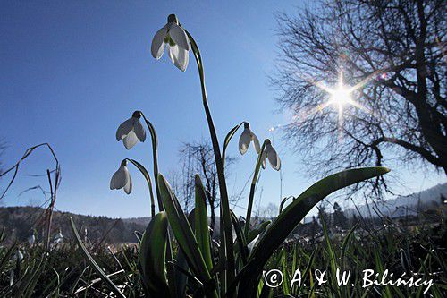 Galanthus nivalis, śnieżyczka przebiśnieg