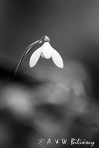 Galanthus nivalis, śnieżyczka przebiśnieg