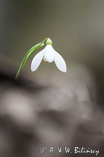Galanthus nivalis, śnieżyczka przebiśnieg