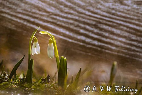 Galanthus nivalis, śnieżyczka przebiśnieg