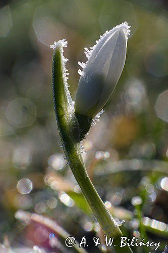 Galanthus nivalis, śnieżyczka przebiśnieg