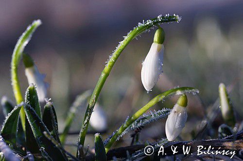 Galanthus nivalis, śnieżyczka przebiśnieg