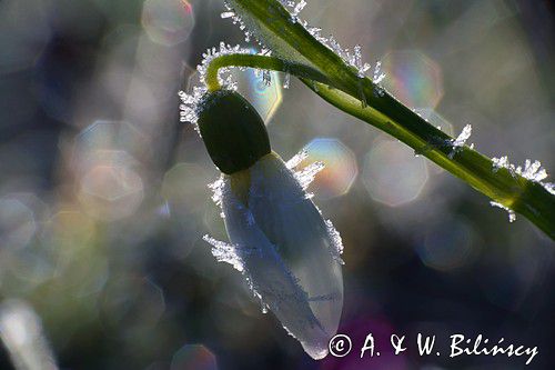 Galanthus nivalis, śnieżyczka przebiśnieg