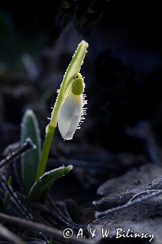 Galanthus nivalis, śnieżyczka przebiśnieg