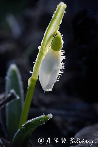 Galanthus nivalis, śnieżyczka przebiśnieg