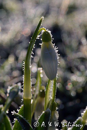 Galanthus nivalis, śnieżyczka przebiśnieg