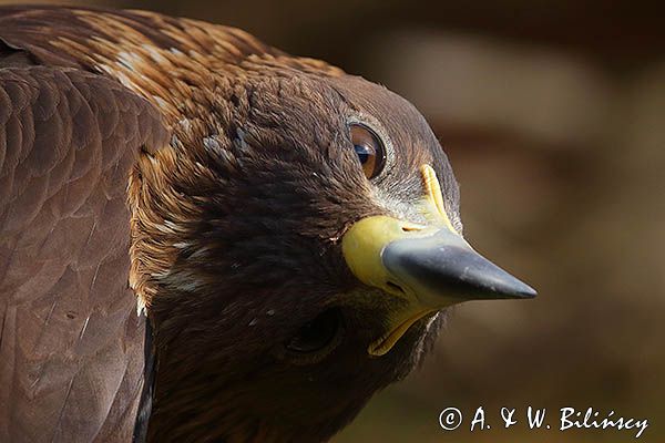 Orzeł przedni, zys, Aquila chrysaetos, portret