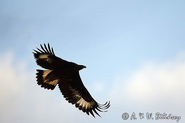 Orzeł przedni, zys, Aquila chrysaetos, młodociany, juv.