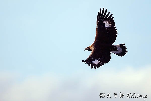 Orzeł przedni, zys, Aquila chrysaetos, młodociany, juv.