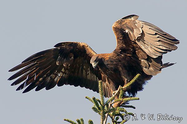 Orzeł przedni, zys, Aquila chrysaetos