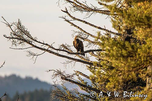 Orzeł przedni, zys, Aquila chrysaetos, Bieszczady