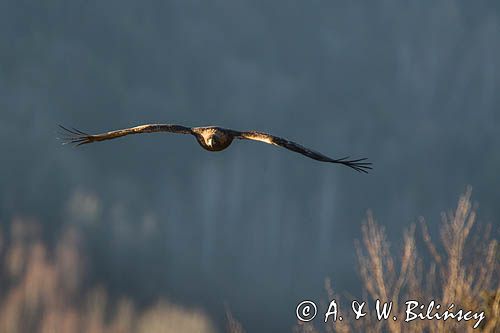 Orzeł przedni, zys, Aquila chrysaetos, Bieszczady