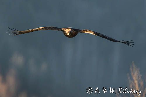 Orzeł przedni, zys, Aquila chrysaetos, Bieszczady