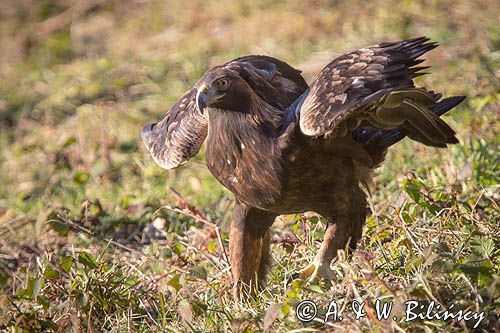 Orzeł przedni, zys, Aquila chrysaetos, Bieszczady