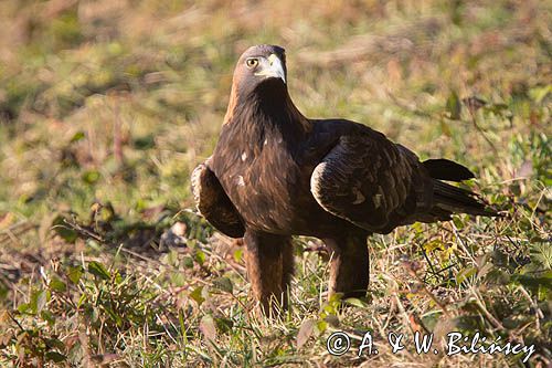 Orzeł przedni, zys, Aquila chrysaetos, Bieszczady