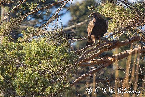 Orzeł przedni, zys, Aquila chrysaetos, Bieszczady