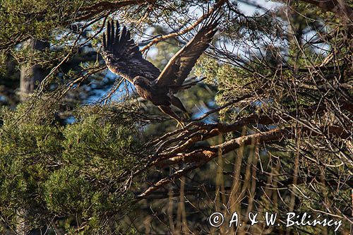Orzeł przedni, zys, Aquila chrysaetos, Bieszczady