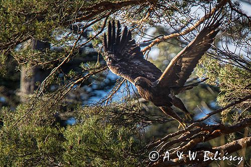 Orzeł przedni, zys, Aquila chrysaetos, Bieszczady
