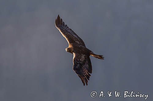 Orzeł przedni, zys, Aquila chrysaetos, Bieszczady
