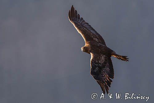Orzeł przedni, zys, Aquila chrysaetos, Bieszczady