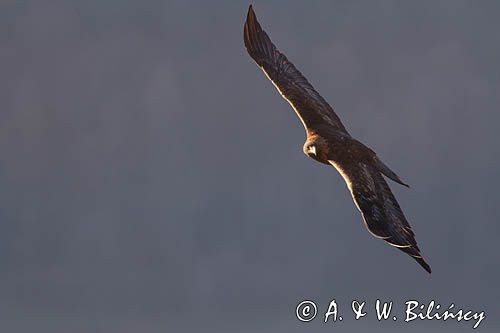 Orzeł przedni, zys, Aquila chrysaetos, Bieszczady