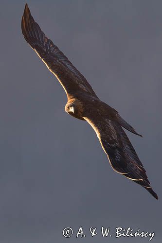 Orzeł przedni, zys, Aquila chrysaetos, Bieszczady