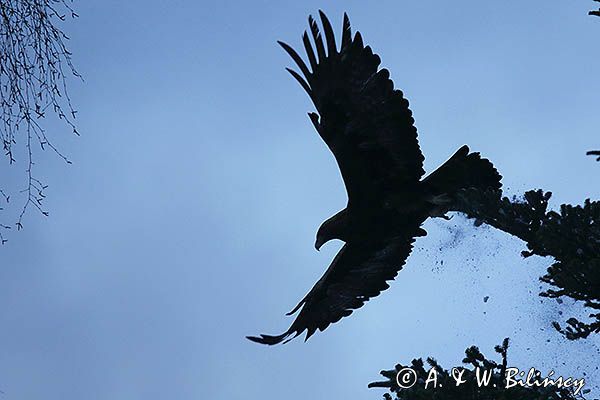 Orzeł przedni, zys, Aquila chrysaetos