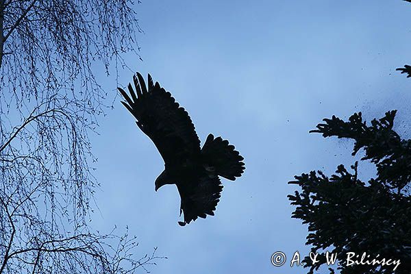 Orzeł przedni, zys, Aquila chrysaetos