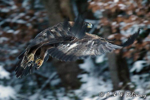 Orzeł przedni, zys, Aquila chrysaetos
