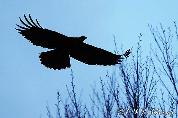 Orzeł przedni, zys, Aquila chrysaetos