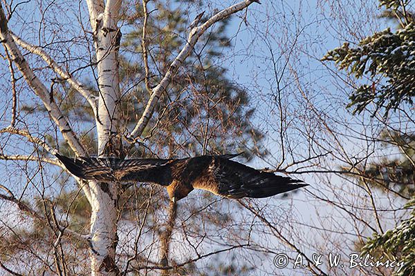Orzeł przedni, zys, Aquila chrysaetos
