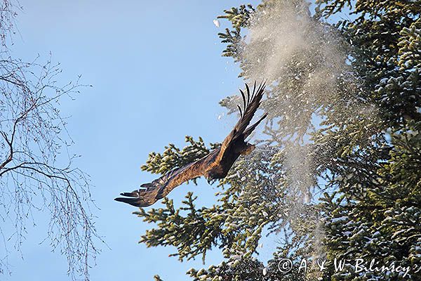 Orzeł przedni, zys, Aquila chrysaetos