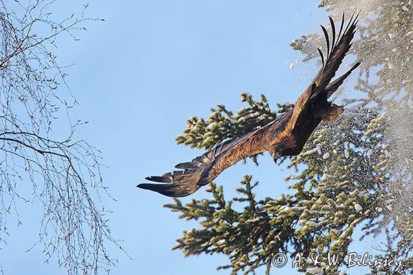 Orzeł przedni, zys, Aquila chrysaetos