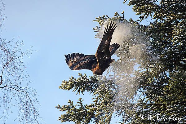 Orzeł przedni, zys, Aquila chrysaetos