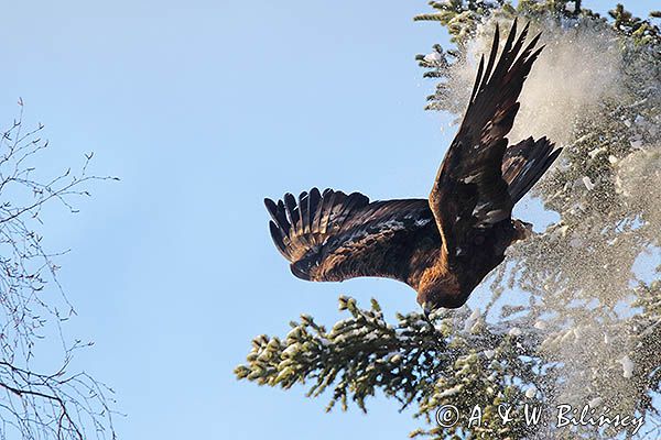Orzeł przedni, zys, Aquila chrysaetos