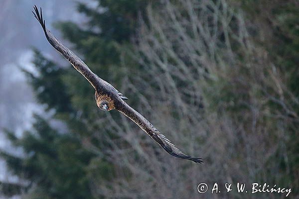 Orzeł przedni, zys, Aquila chrysaetos