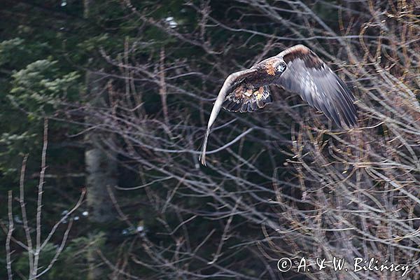 Orzeł przedni, zys, Aquila chrysaetos