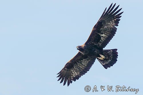 Orzeł przedni, zys, Aquila chrysaetos, Bieszczady