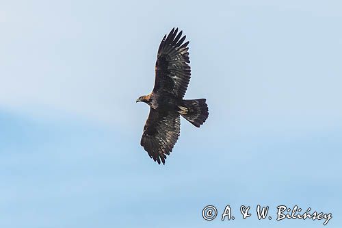 Orzeł przedni, zys, Aquila chrysaetos, Bieszczady