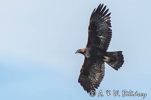 Orzeł przedni, zys, Aquila chrysaetos, Bieszczady