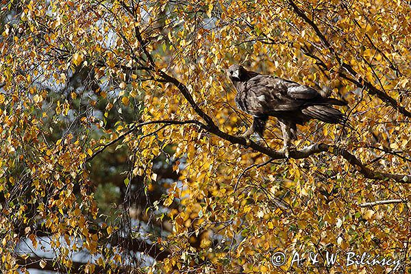 Orzeł przedni, zys, Aquila chrysaetos