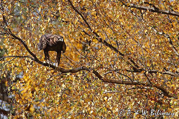 Orzeł przedni, zys, Aquila chrysaetos