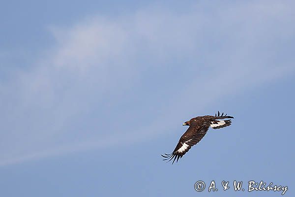 Orzeł przedni, zys, Aquila chrysaetos, juv., w locie