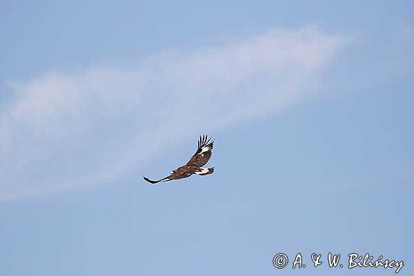 Orzeł przedni, zys, Aquila chrysaetos, juv., w locie