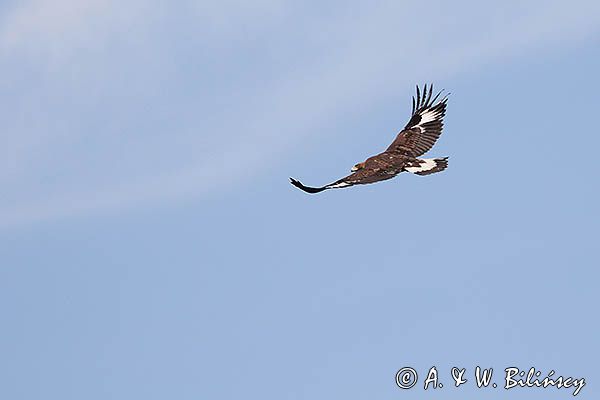 Orzeł przedni, zys, Aquila chrysaetos, juv., w locie