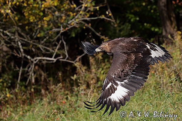 Orzeł przedni, zys, Aquila chrysaetos, juv., w locie