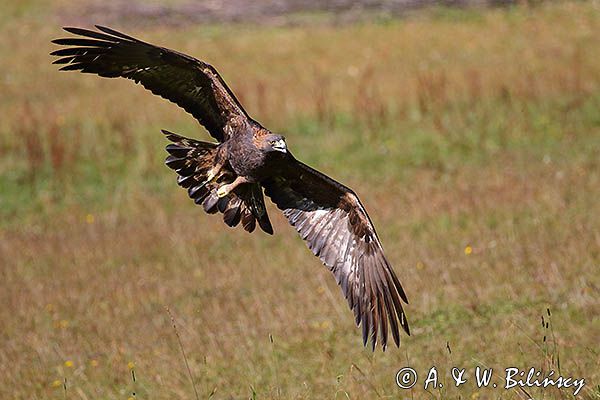 Orzeł przedni, zys, Aquila chrysaetos, w locie