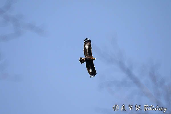 Orzeł przedni, zys, Aquila chrysaetos, młodociany, juv.